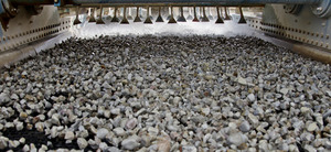 Criba seleccionando y lavando el 6/12 y el 12/20